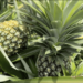 Pineapple slowly replacing maize in Sangkhama, Monggar